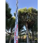 Pinus Nigra "Brepo" (220 cm)