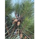 Pinus Nigra "Brepo" (220 cm)