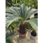 Cycas revoluta (80-90 cm magas)