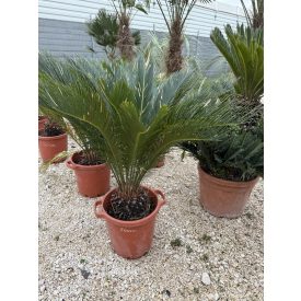 Cycas revoluta (10-15 cm törzs) Cycas revoluta (10-15 cm törzs)