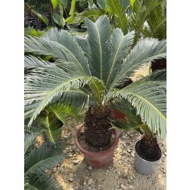Cycas revoluta (80-90 cm magas)