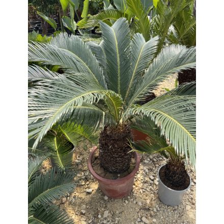 Cycas revoluta (80-90 cm magas)