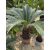 Cycas revoluta (80-90 cm magas)