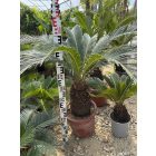 Cycas revoluta (80-90 cm magas)