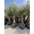 Olajfa Tusco (Picual) 2,5-3 méter magas