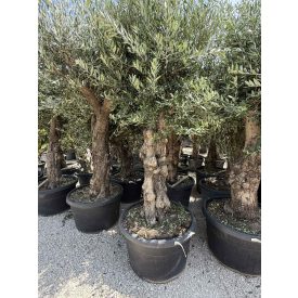 Olajfa Tusco (Picual) 2,5-3 méter magas Olajfa Tusco (Picual) 2,5-3 méter magas