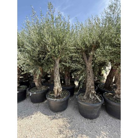 Olajfa Tusco (Picual) 2,5-3 méter magas