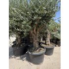 Olajfa Tusco (Picual) 2,5-3 méter magas