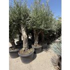 Olajfa Tusco (Picual) 2,5-3 méter magas