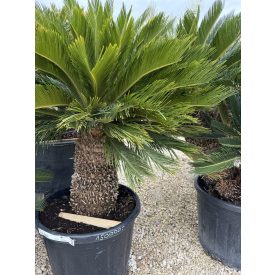 Japán cikász (160-170 cm magas) Japán cikász (160-170 cm magas)