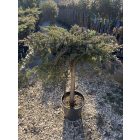 Terülő Fövenyboróka Törzses (100 cm)