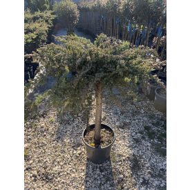 Terülő Fövenyboróka Törzses (100 cm)