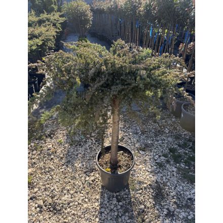 Terülő Fövenyboróka Törzses (100 cm)