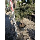 Terülő Fövenyboróka Törzses (100 cm)