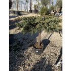 Terülő Fövenyboróka Törzses (100 cm)