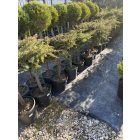 Terülő Fövenyboróka Törzses (100 cm)