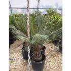 Cycas Taitungensis (több méretben)