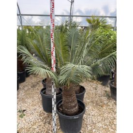 Cycas Taitungensis (több méretben)