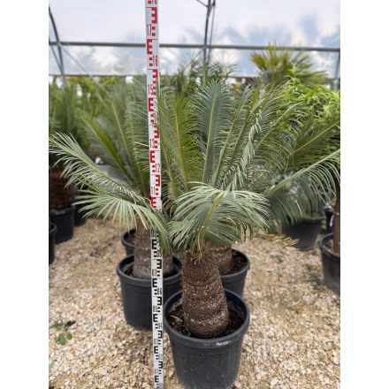 Cycas Taitungensis (több méretben)