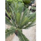 Cycas Taitungensis (több méretben)