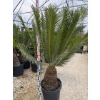 Cycas Taitungensis (több méretben)