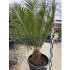 Cycas Taitungensis (több méretben)