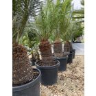 Cycas Taitungensis (több méretben)