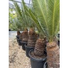 Cycas Taitungensis (több méretben)