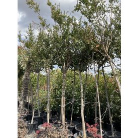 Kínai selyemmirtusz fa Kínai selyemmirtusz fa