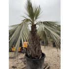 Brahea armata (160 cm törzs)