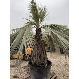 Brahea armata (160 cm törzs)