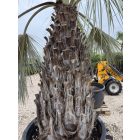 Brahea armata (160 cm törzs)