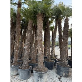 Kínai kenderpálma (380-420 cm magas) Kínai kenderpálma (380-420 cm magas)