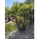 Lószőrpálma csoport (Chamaerops Humilis) 1