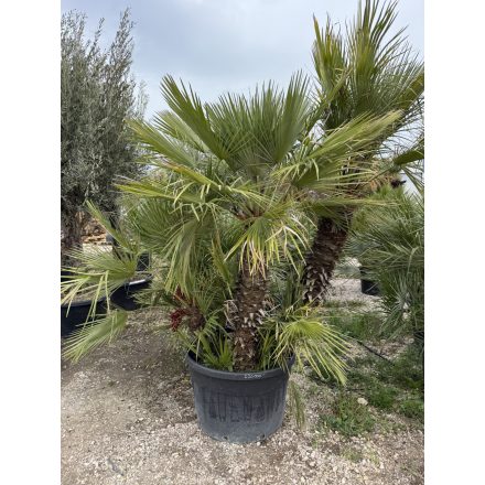 Lószőrpálma csoport (Chamaerops Humilis) 1