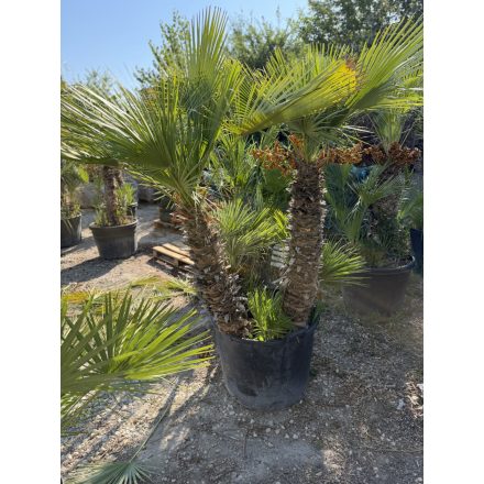 Lószőrpálma csoport (Chamaerops Humilis) 1