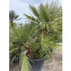 Lószőrpálma csoport (Chamaerops Humilis) 1