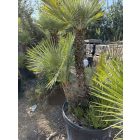 Lószőrpálma csoport (Chamaerops Humilis) 1