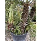 Lószőrpálma csoport (Chamaerops Humilis) 1