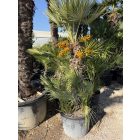 Lószőrpálma csoport (Chamaerops Humilis) 1