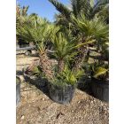Lószőrpálma csoport (Chamaerops Humilis) 1