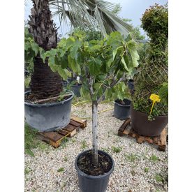 Ficus Carica (160 cm magas) Ficus Carica (160 cm magas)