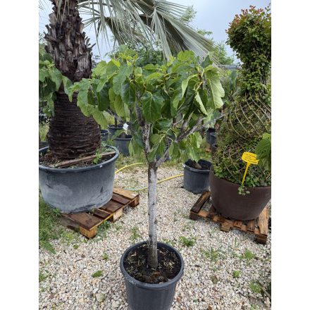 Ficus Carica (160 cm magas)