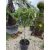 Ficus Carica (160 cm magas)