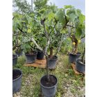 Ficus Carica (160 cm magas)