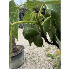 Ficus Carica (160 cm magas)