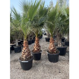 Washingtonia Robusta (60-70cm es törzsmagasság)