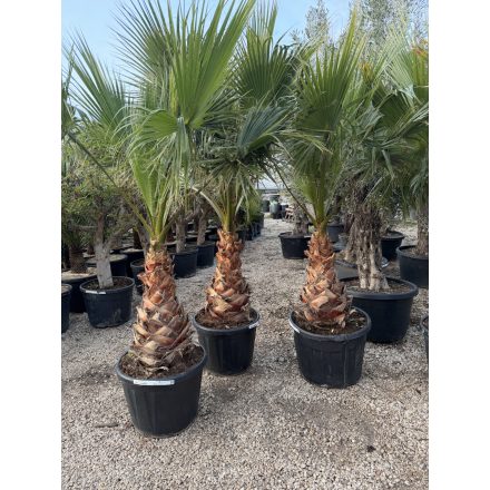 Washingtonia Robusta (60-70cm es törzsmagasság)