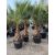 Washingtonia Robusta (60-70cm es törzsmagasság)