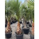 Washingtonia Robusta (60-70cm es törzsmagasság)